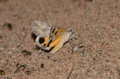 Anydrophila mirifica