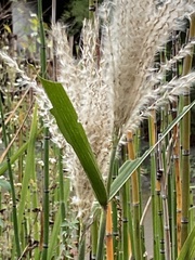 Miscanthus sinensis