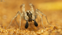 Pardosa crassipalpis