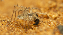 Pardosa crassipalpis