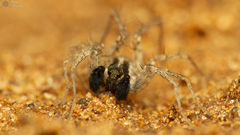 Pardosa crassipalpis