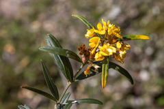 Oxylobium arborescens