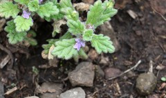 Ajuga sinuata