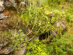 Aulacospermum anomalum