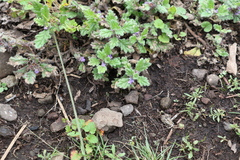 Ajuga sinuata