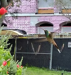 Amazilia yucatanensis