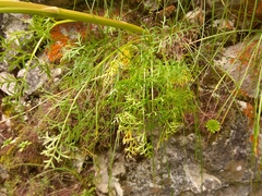 Aulacospermum anomalum