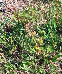 Rumex hypogaeus