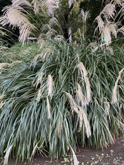 Miscanthus sinensis