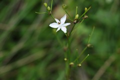 Libertia paniculata