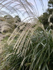 Miscanthus sinensis