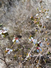 Castiarina picta
