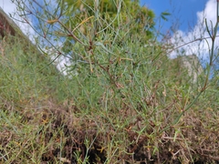Rumex hastatus