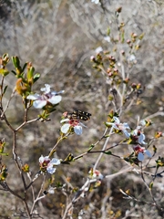Castiarina picta