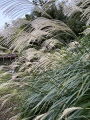 Miscanthus sinensis