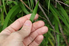 Libertia paniculata