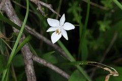 Libertia paniculata