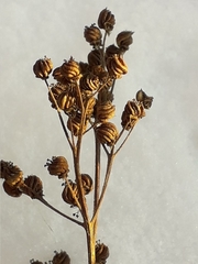 Filipendula ulmaria