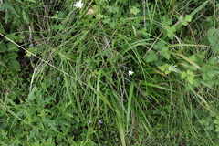 Libertia paniculata