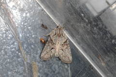 Bryophila raptricula