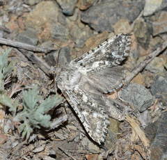 Cossulus mucosus