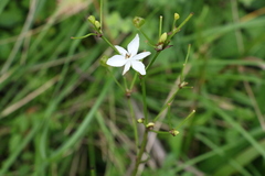 Libertia paniculata