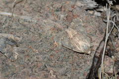 Dysmilichia bicyclica
