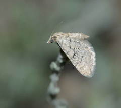 Eupithecia hilariata