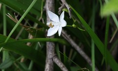 Libertia paniculata