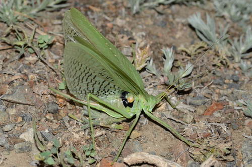 Glyphonotus