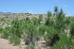 Haloxylon ammodendron