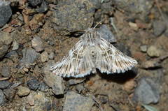 Omphalophana serratula