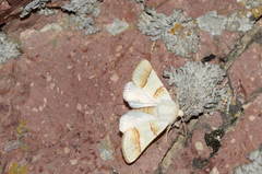 Pinacoplus didymogramma