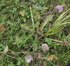 Trifolium pratense