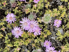 Drosanthemum candens