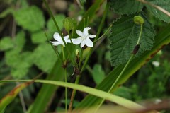 Libertia paniculata