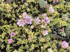 Drosanthemum candens