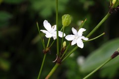 Libertia paniculata