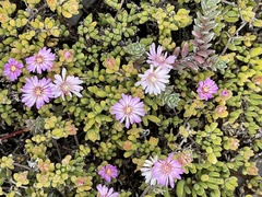 Drosanthemum candens