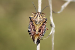 Carpocoris coreanus