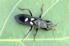 Ectomocoris caucasicus