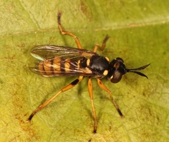Leopoldius signatus
