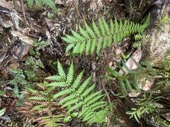 Polystichum wawranum