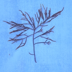 Chondria dasyphylla