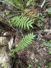 Polystichum wawranum