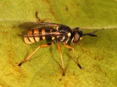 Leopoldius signatus