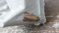 Nonagria typhae