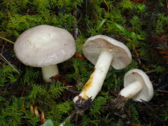 Lactarius pallescens
