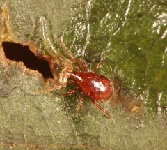 Pergamasus