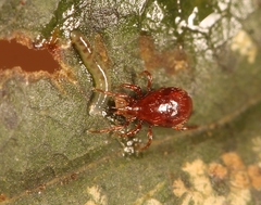 Pergamasus